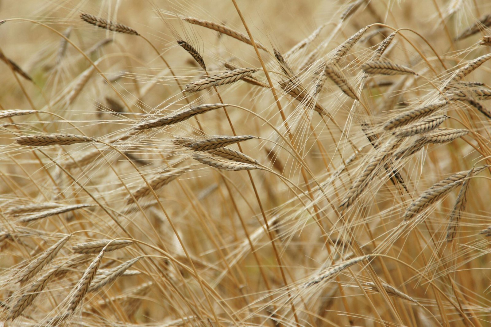 Optimal Density Boosts Hybrid Wheat Yield Under Late Sowing