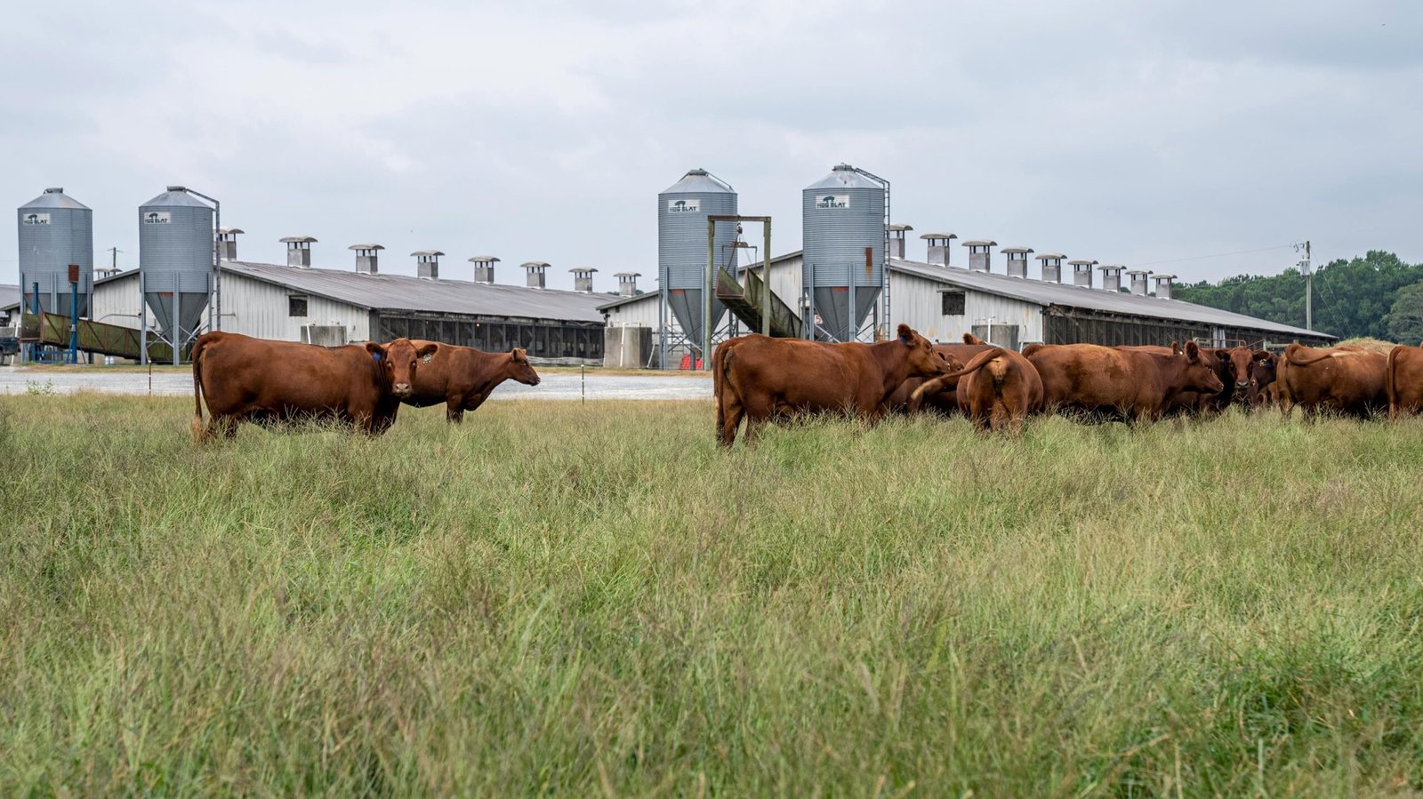 Asset risk in European agriculture during food shifts