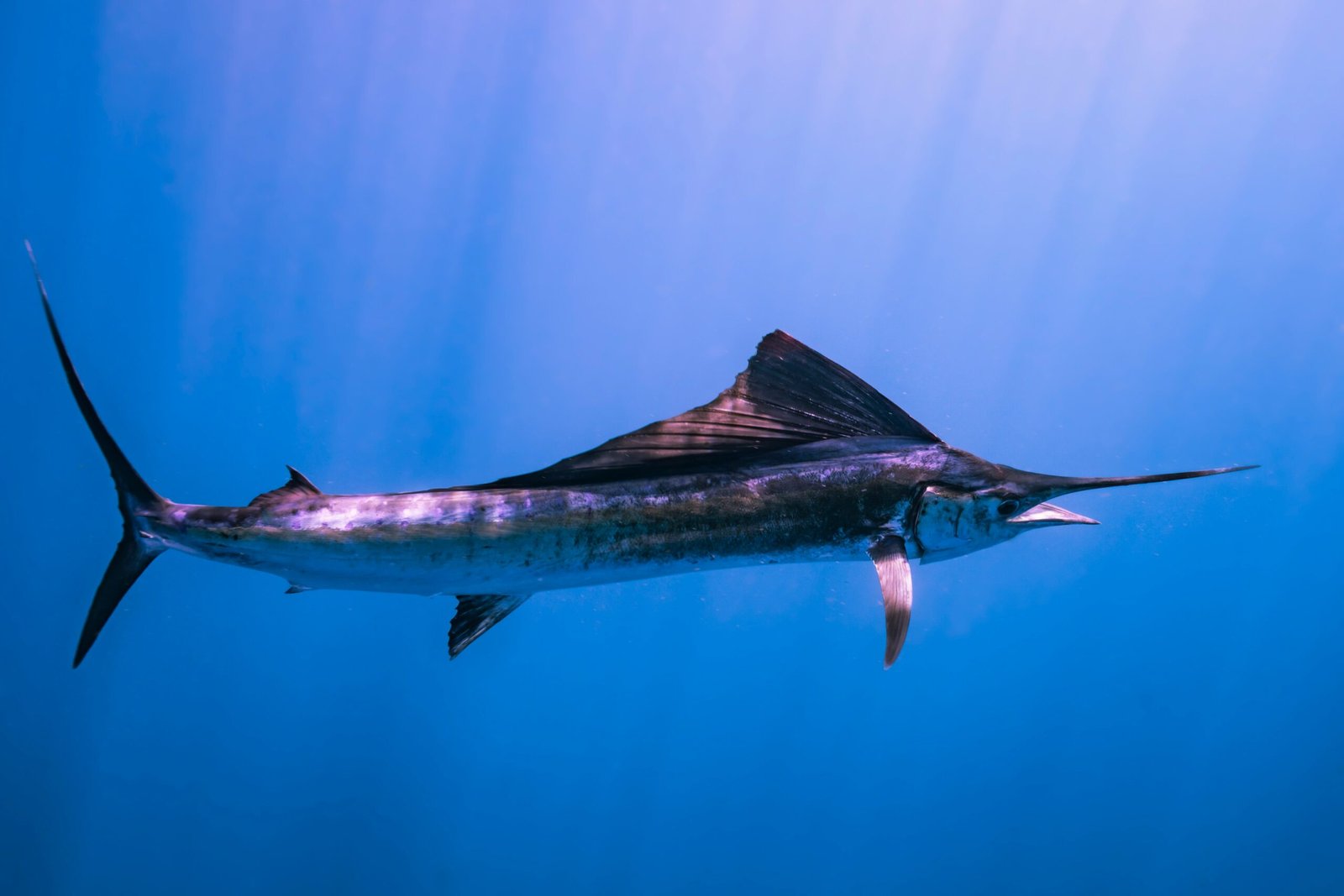 Swordfish, marlins and sailfish in African waters