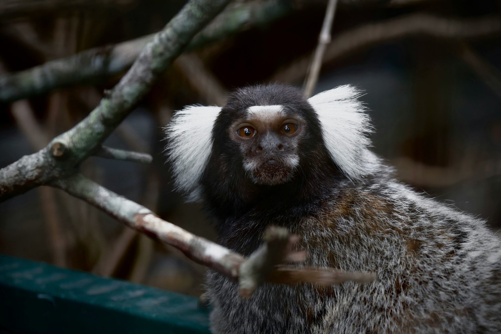 Imaging lung lesions predicts TB treatment outcomes in marmosets