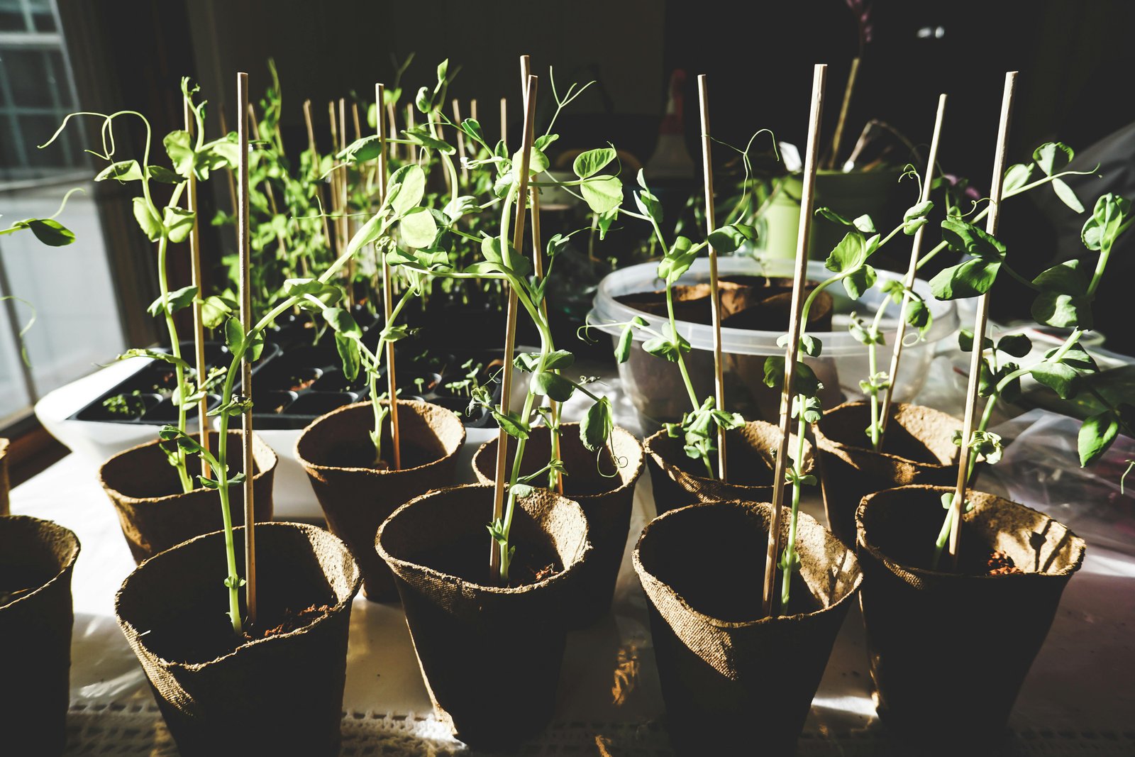 Multiple black plant pots containing young green seedlings with support stakes arranged in rows under artificial lighting in an indoor controlled environment, photographed at eye level.