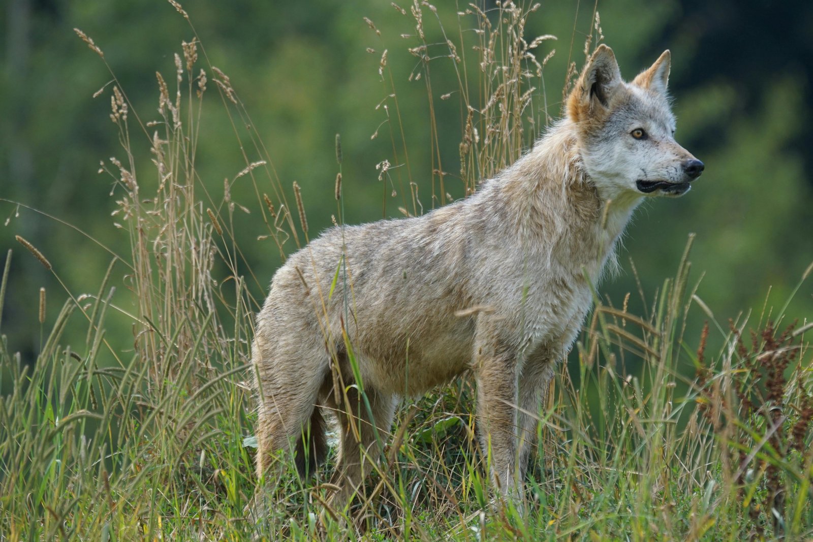 On Behalf of the Wolf: Niche Construction and Indigenous Concepts of Creation