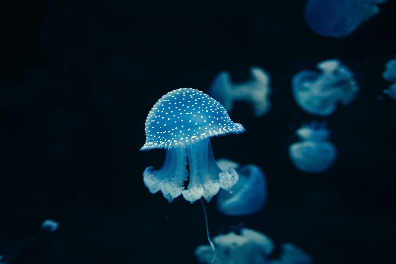 Alternative dynamic regimes of marine biogeochemical models in perturbed environments