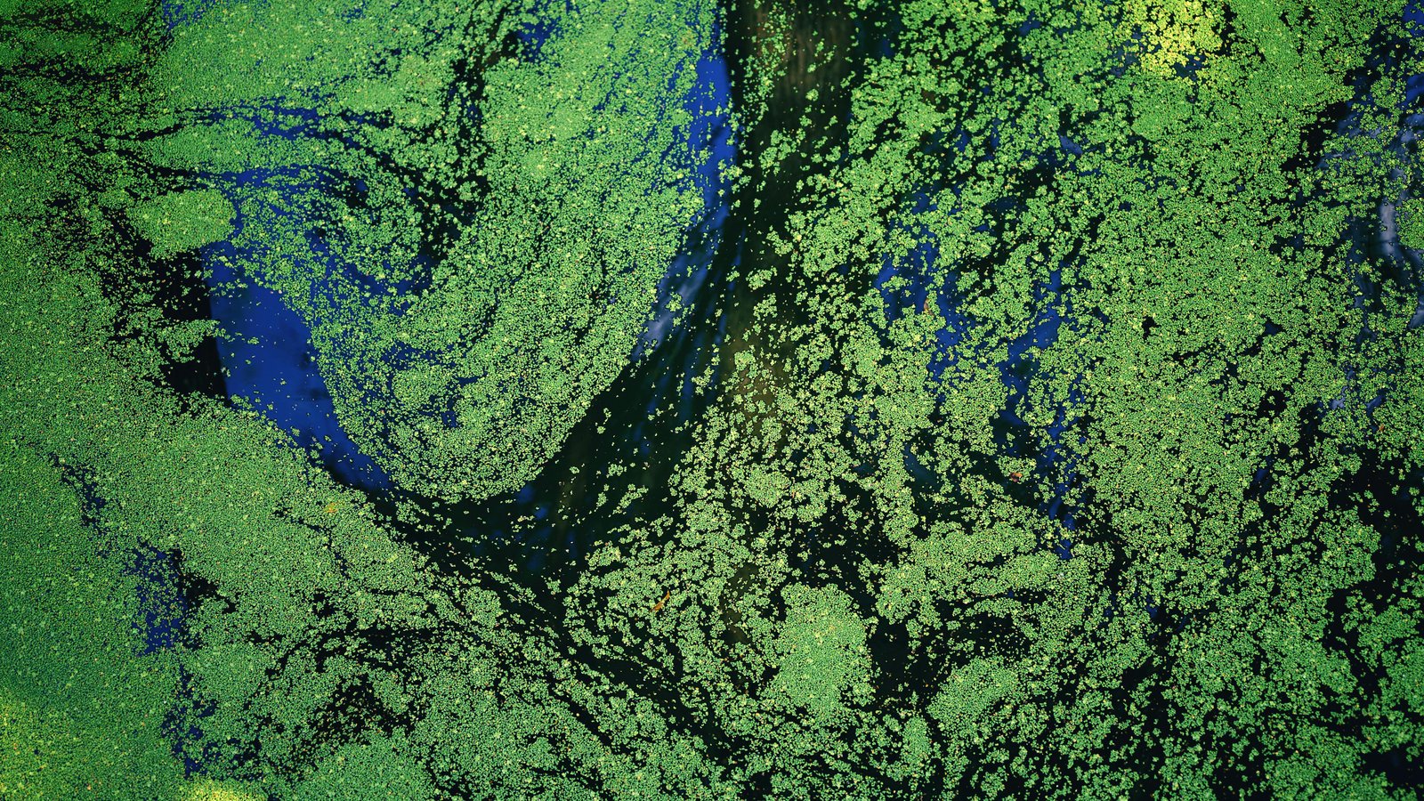 Hyperspectral Remote Sensing for Harmful Algal Bloom Detection: Pseudo-nitzschia in the Northeast Pacific