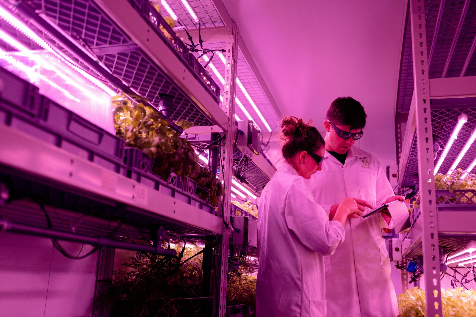 Crop gene regulatory networks for precision breeding in saline environments