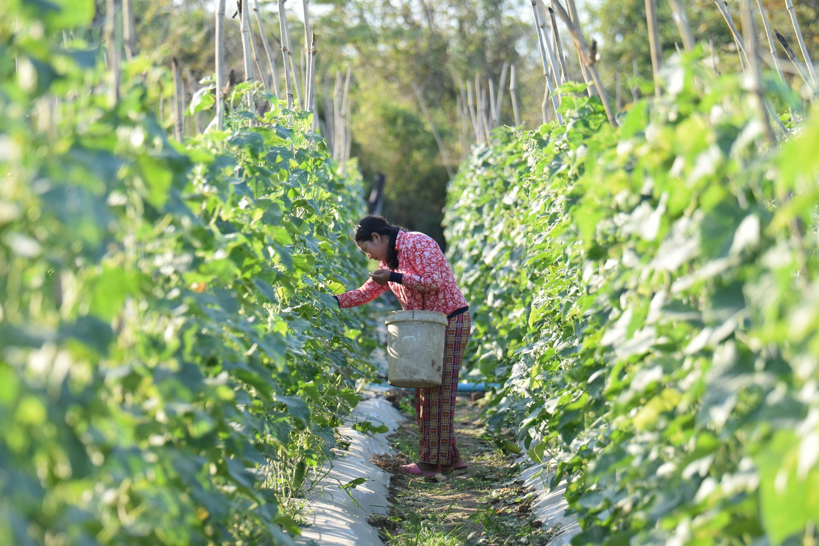 A Study of the Agricultural Industry in Belize and Associated Future Growth Opportunities