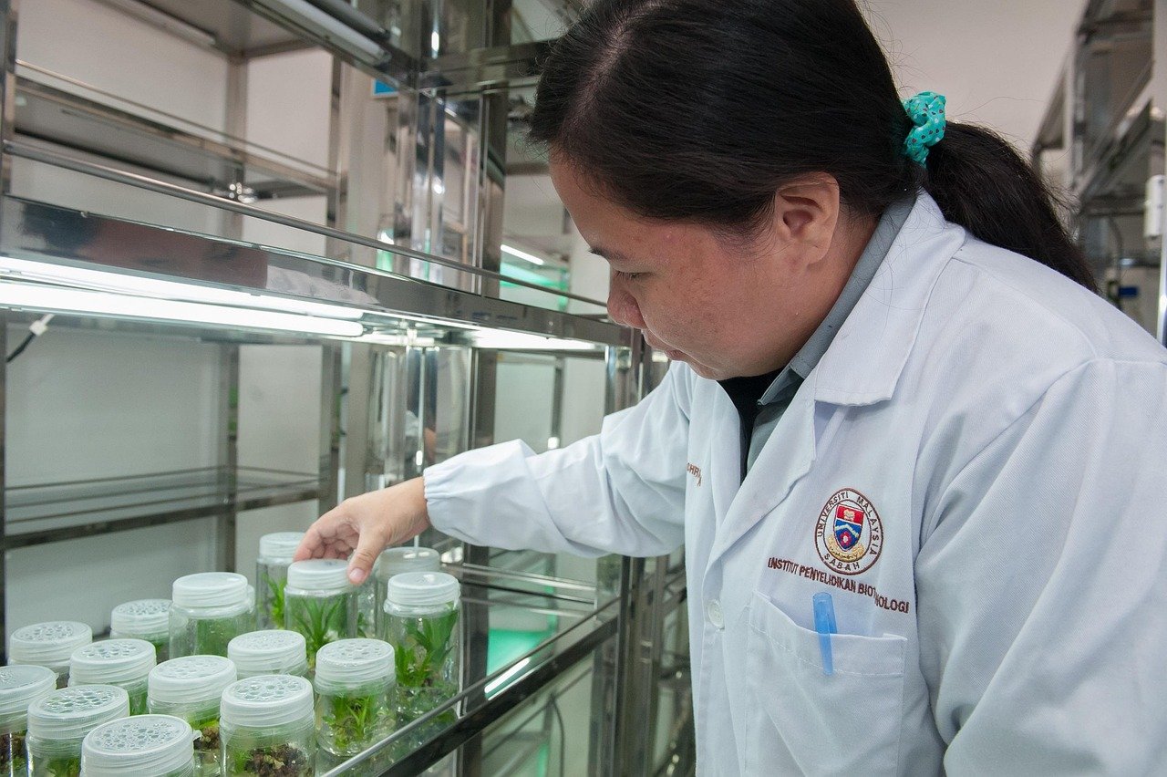 A researcher in a light blue laboratory coat examines green rice seedlings growing in water within clear laboratory glassware containers arranged on a shelf in a controlled laboratory environment.