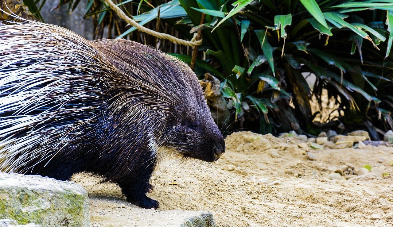 Demography and behavioral ecology of the Indian crested porcupine (Hystrix indica) in Punjab