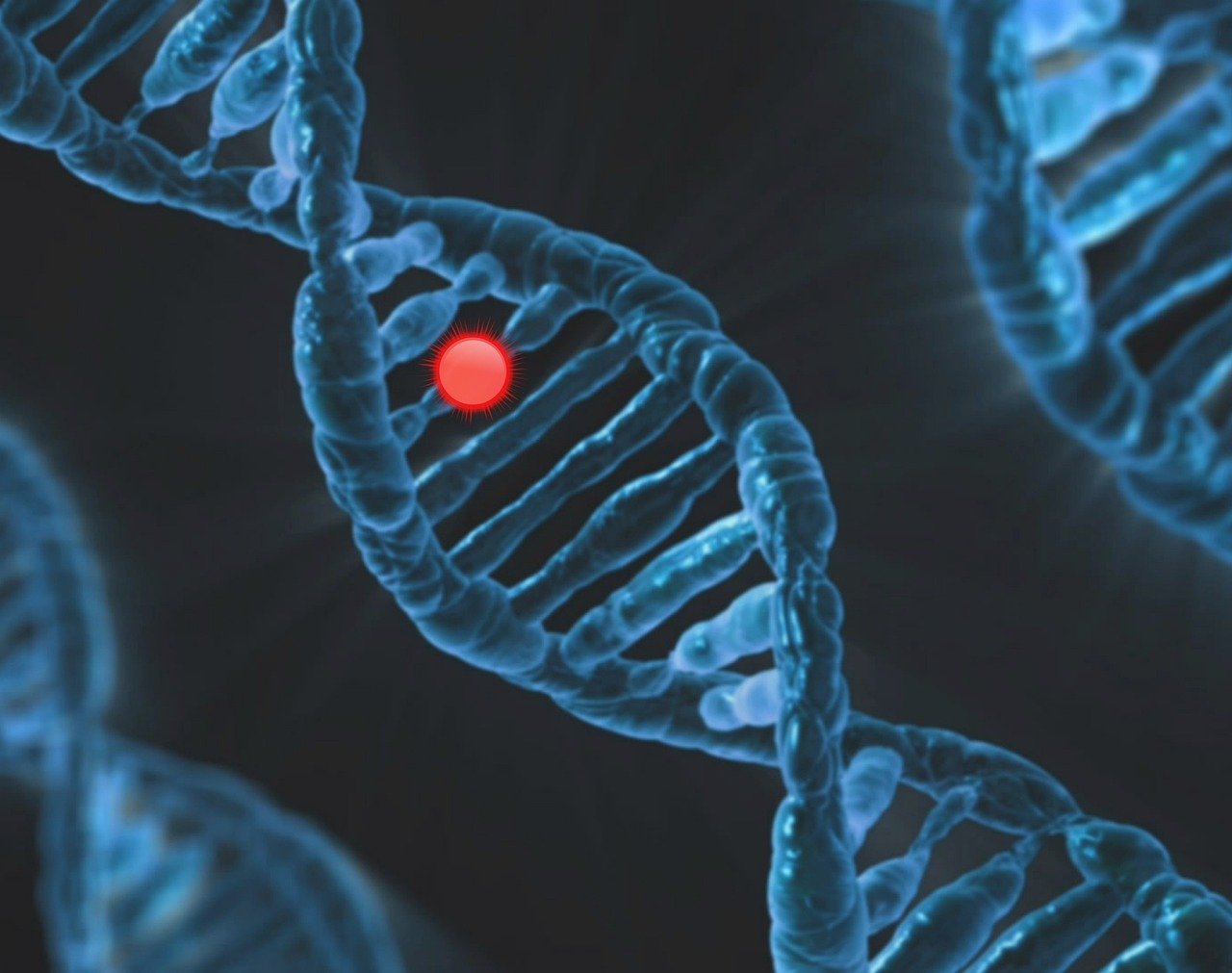 Multiple blue DNA double helix structures with a red highlight marker on one molecule against a dark background, representing genetic research and molecular biology.