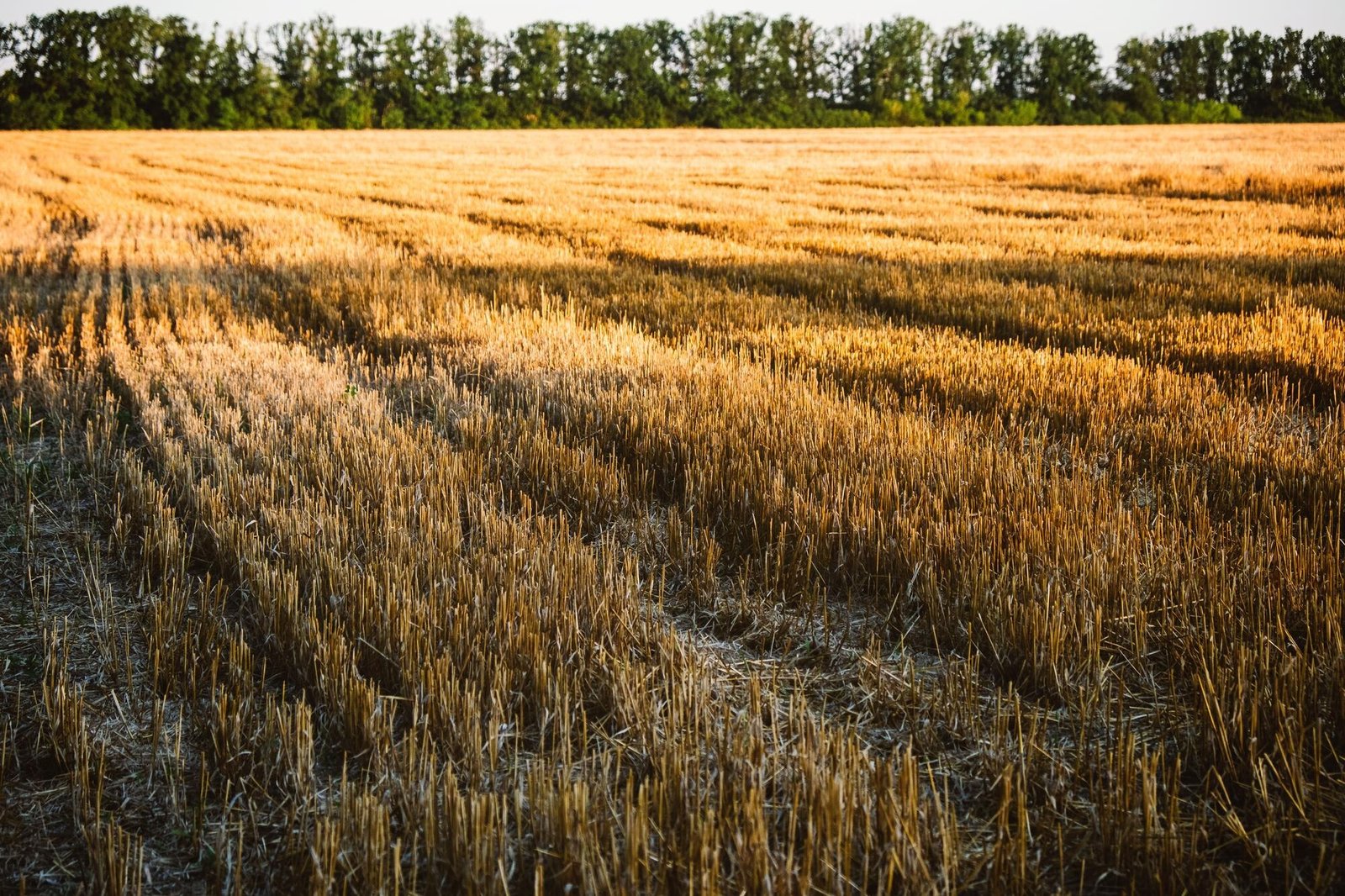 A harvested agricultural field with rows of cut stubble and straw remaining on the ground, bordered by a line of trees in the background.