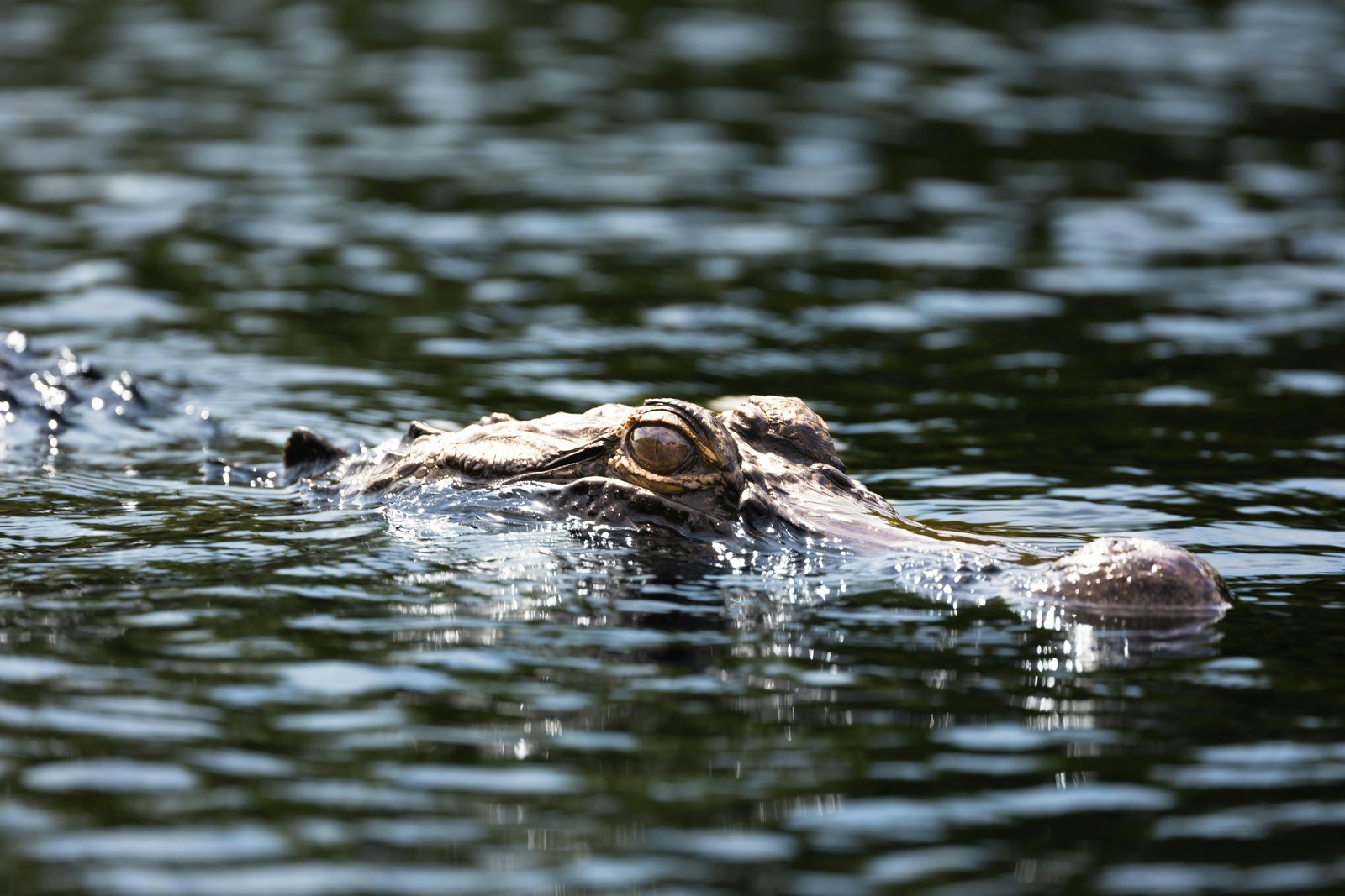 A caiman partially submerged in shallow water, swimming toward the camera with its head and back visible above the water surface in a natural wetland environment.