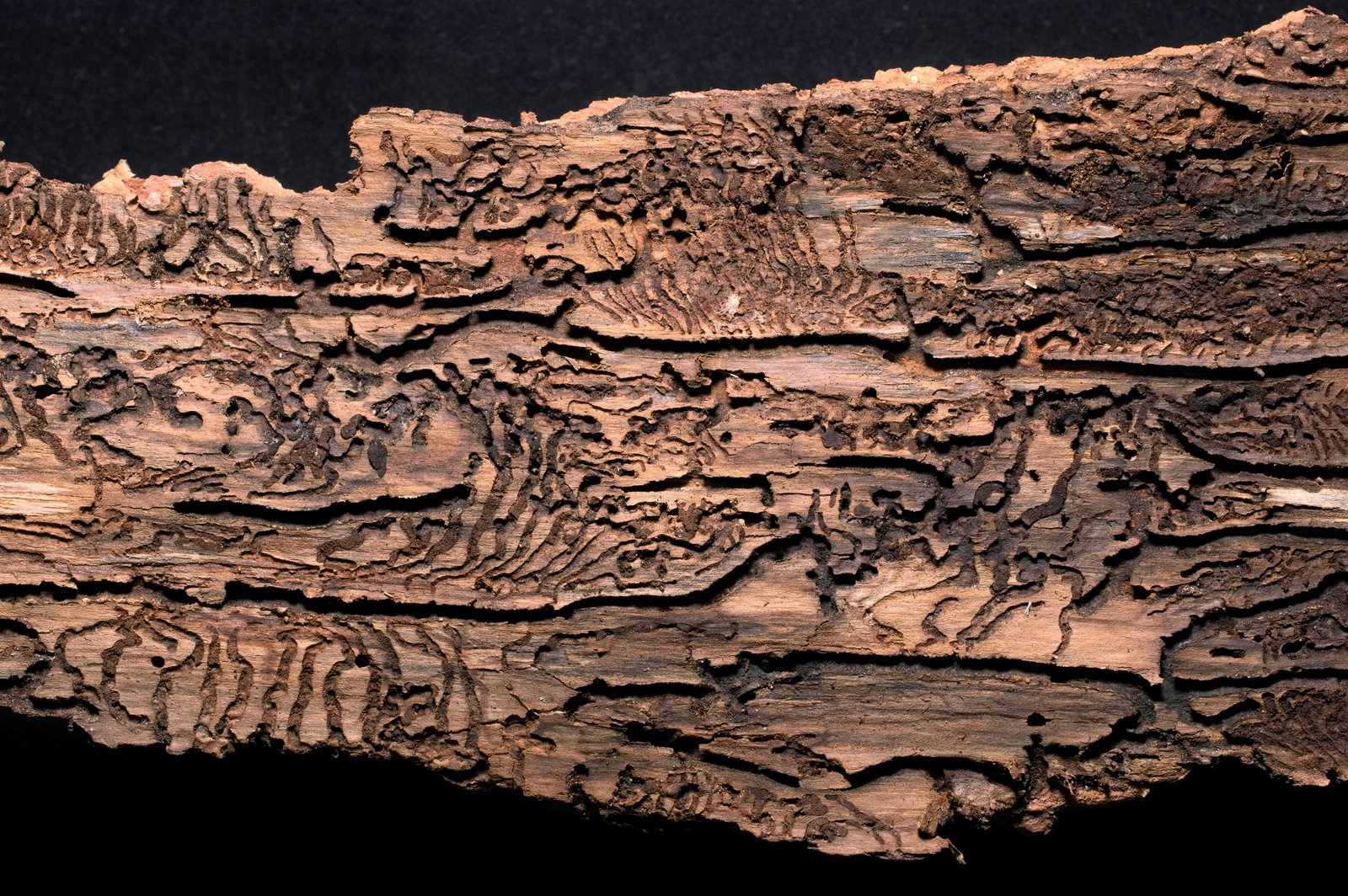 Humans 40,000 y ago developed a system of conventional signs