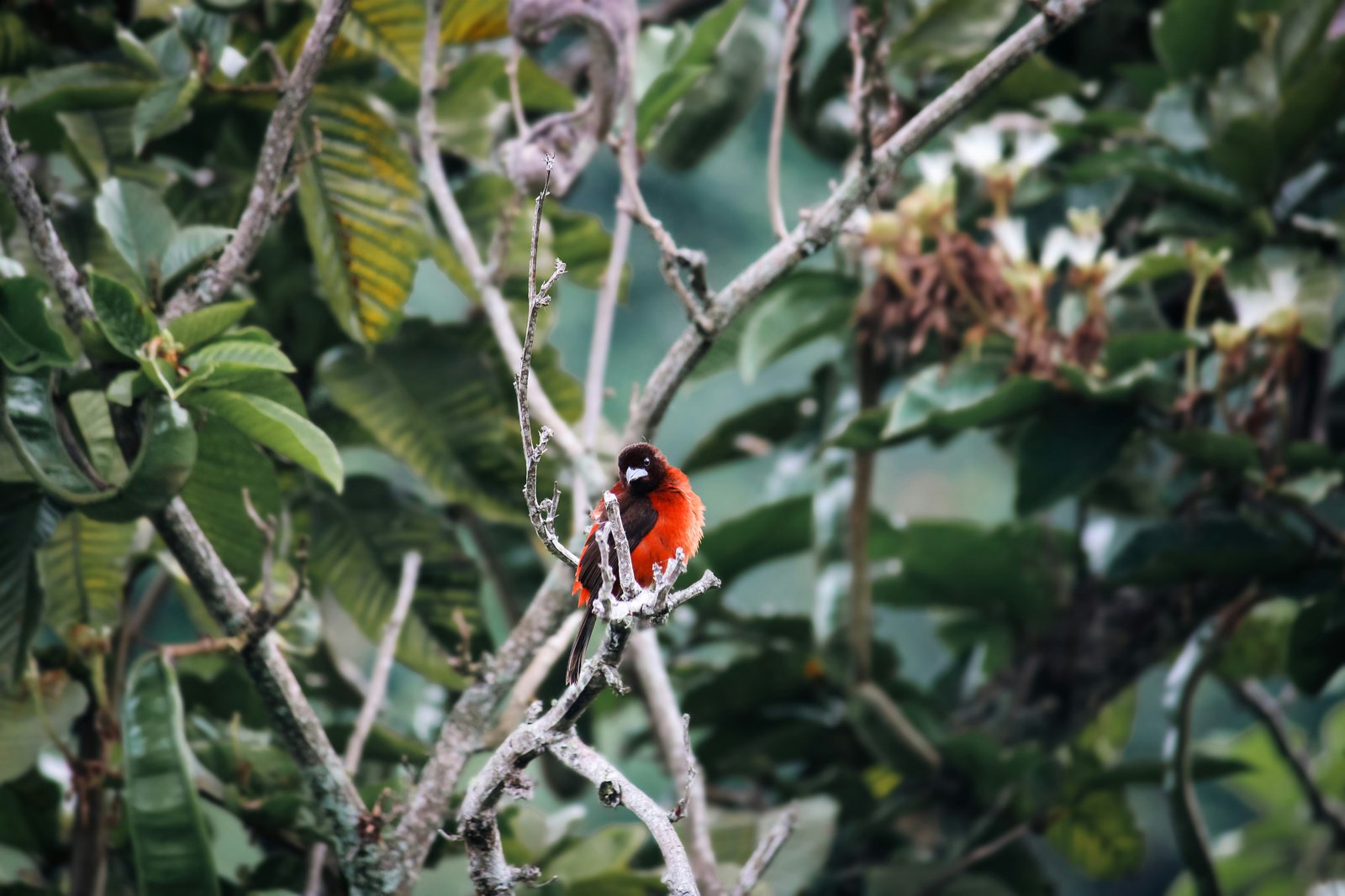 Interactive effects of fire and habitat loss shape dietary trait structure of bird communities in tropical forests