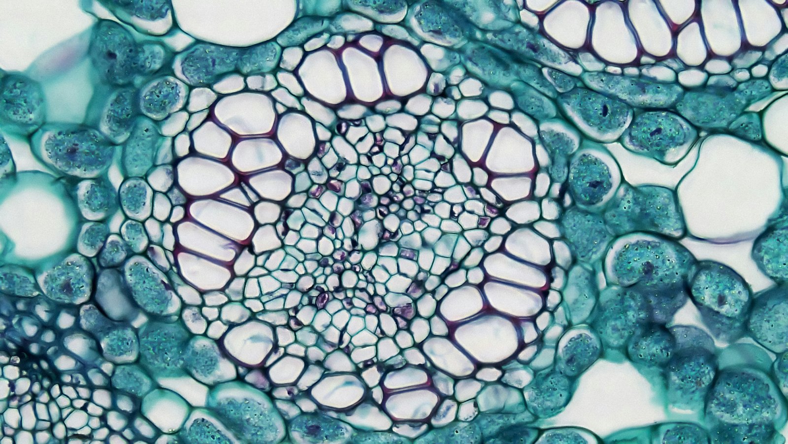 A microscopic cross-section of plant tissue showing a vascular bundle surrounded by cellular structures stained in turquoise and white, viewed through a microscope at high magnification.