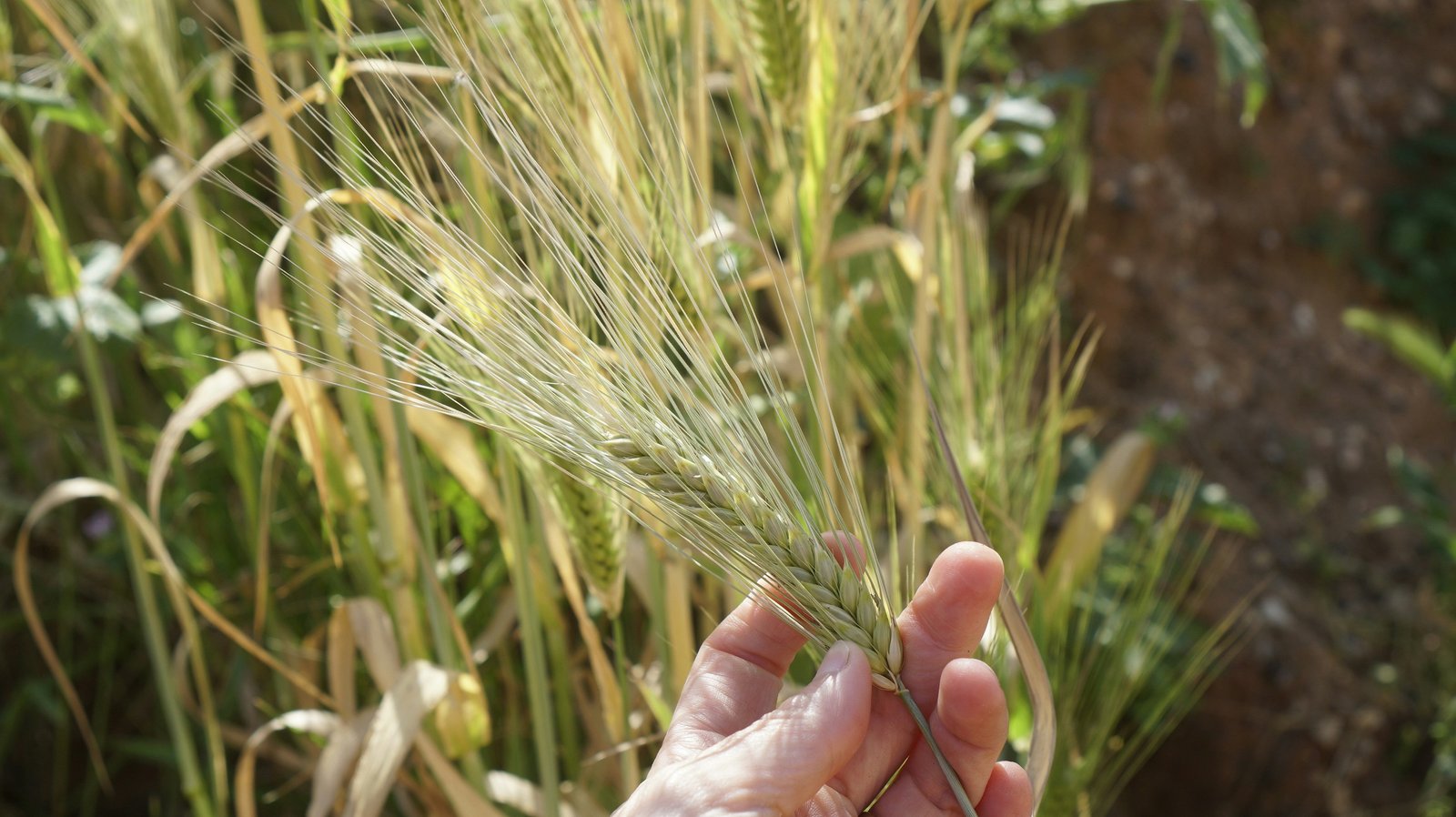 A person's hand holding several stalks of wheat or barley in an agricultural field, with grain plants and green foliage visible in the background.