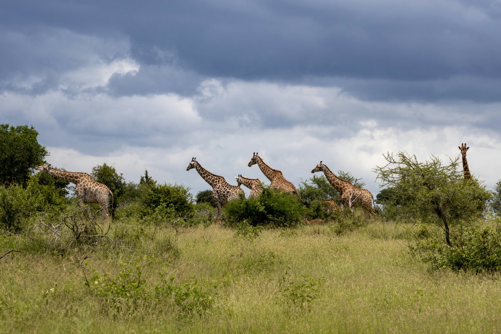 A herd of giraffes stands in an African savanna grassland under a cloudy sky, with scattered trees and green vegetation visible across the landscape.