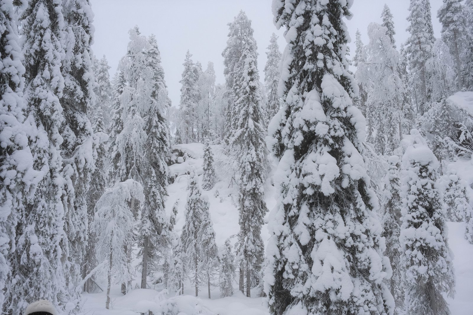 Higher carbon storage in primary than secondary boreal forests in Sweden