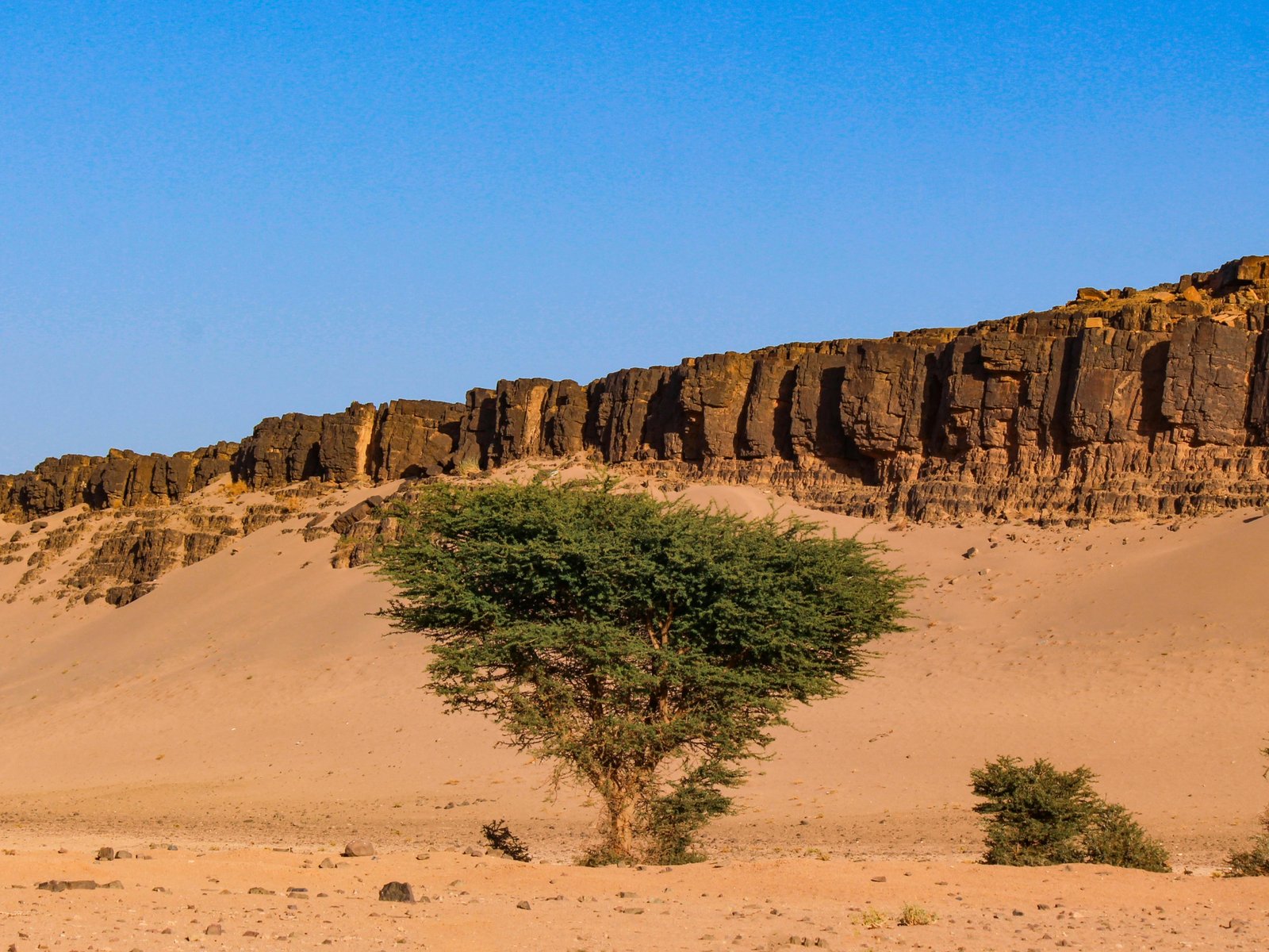 The Singing Prophet of the Dogon. A Nineteenth Century Voice on Dogon-Fulbe Relations and his Legacy
