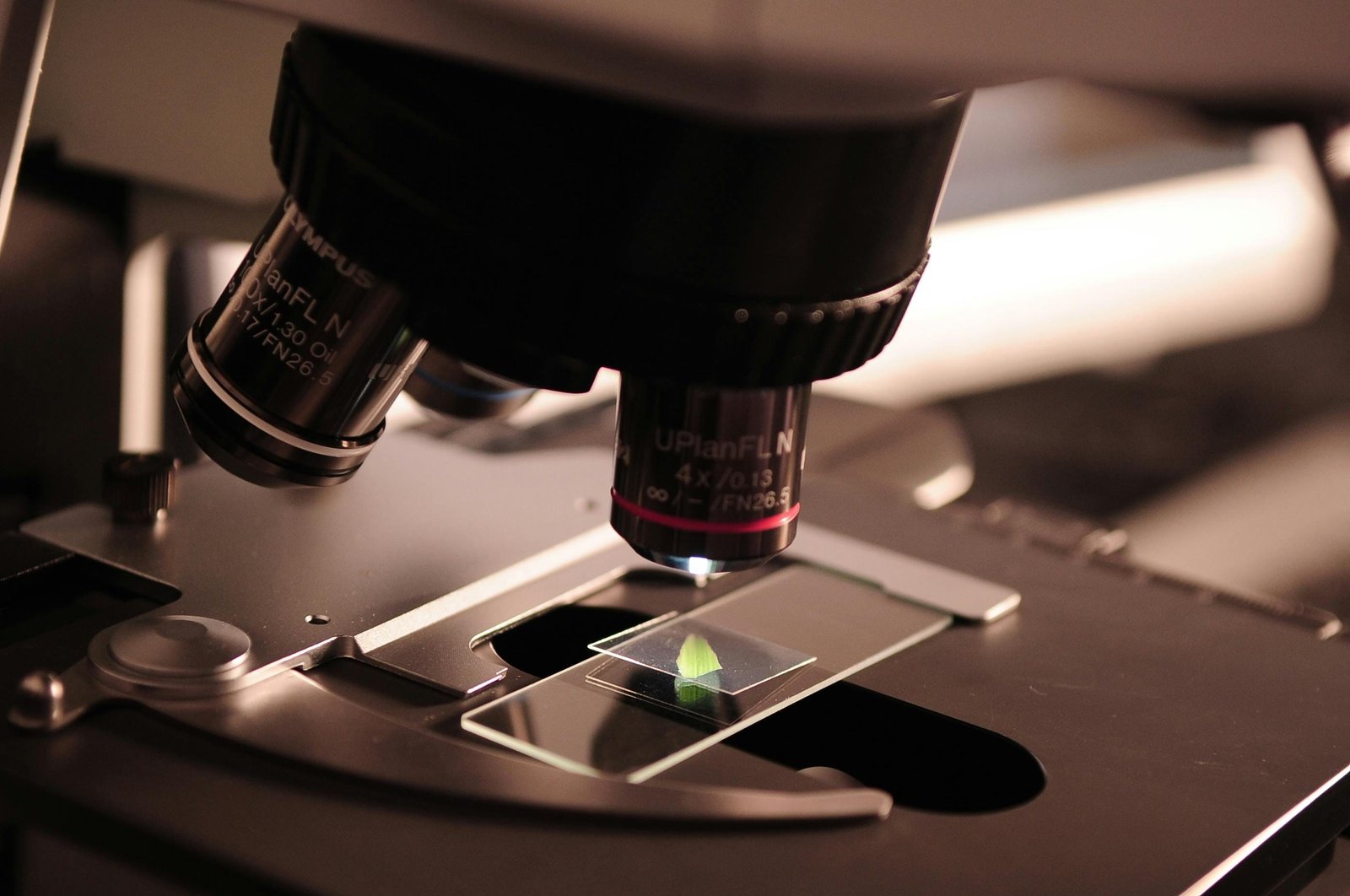 A phylogenetic classification of diatoms (Bacillariophyta)