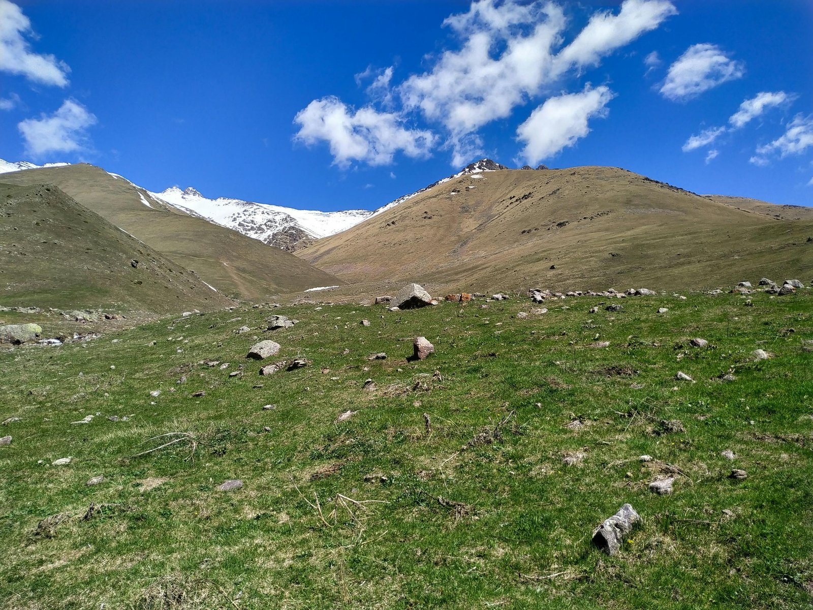 Soil moisture constraints override atmospheric aridity in governing vegetation dynamics on the warming Qinghai-Tibetan plateau