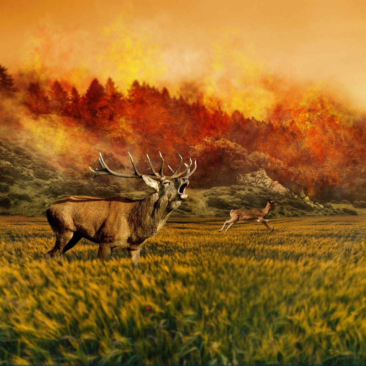 Reductions in Anthropogenic Aerosol and Greenhouse Gas Drive Divergent Regional Impacts on Wildfire Risks in China Under Carbon Neutrality