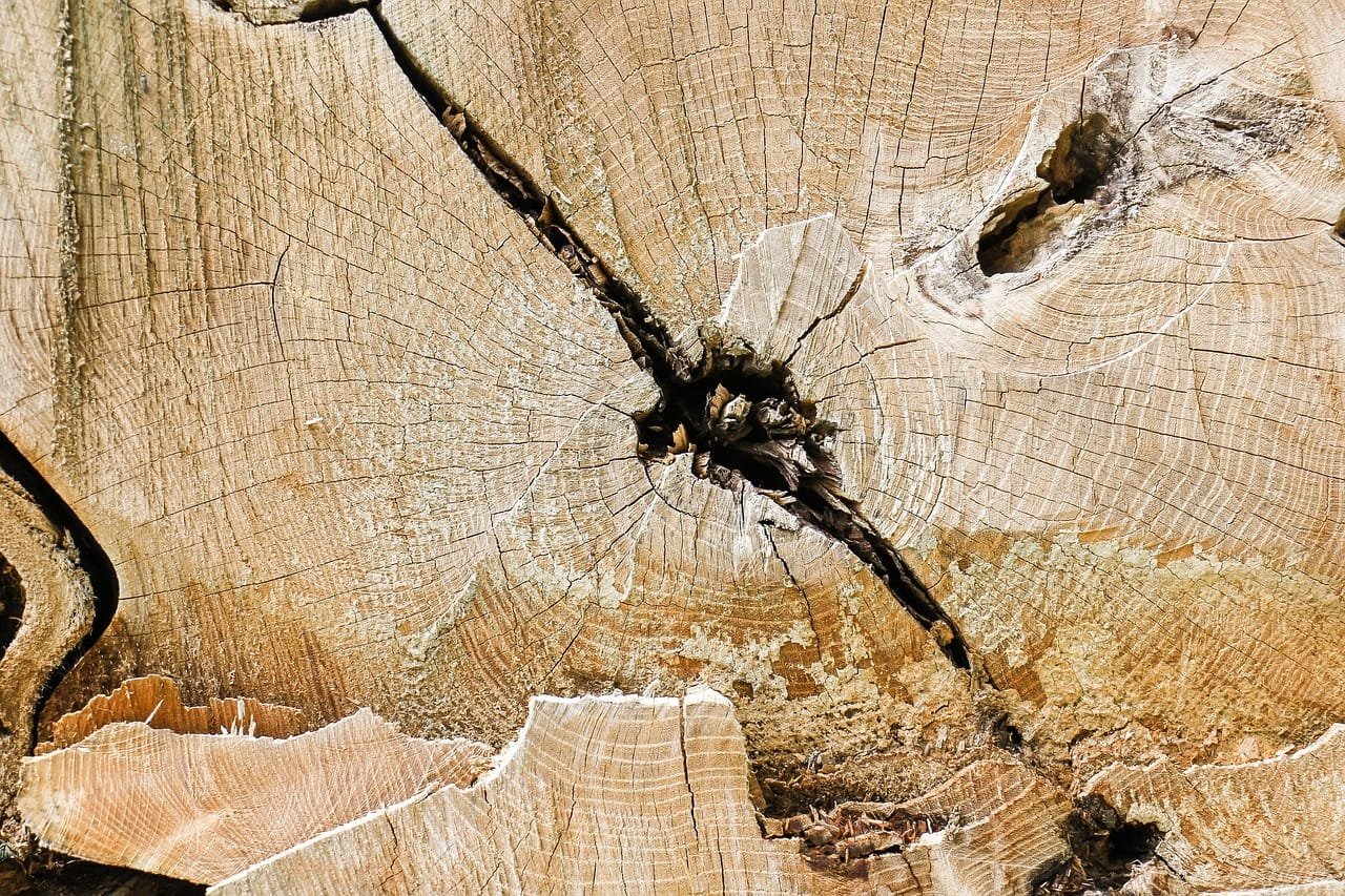 Faster than plots: Tree-ring data efficiently reveal growth dynamics in the native Andean conifer Retrophyllum rospigliosii