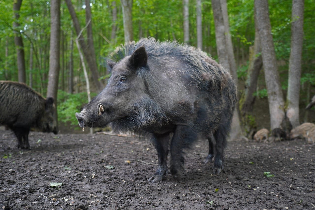 Metagenomic insights into the global wild boar faecal microbiome reveal novel taxa and carbohydrate degraders distinguishing wild and domesticated Sus