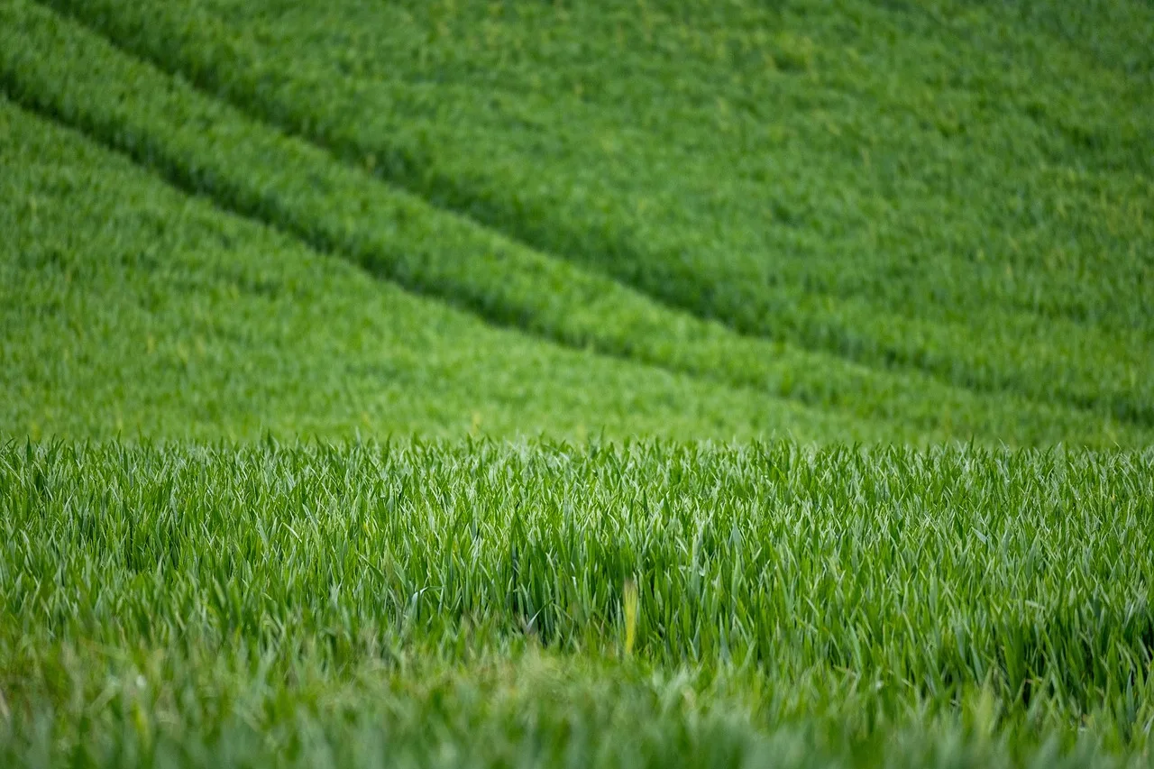 Biblical ecological framework for re-evaluating the Nigerian Land Use Act: An exegetical study of Leviticus 25 and Deuteronomy 15