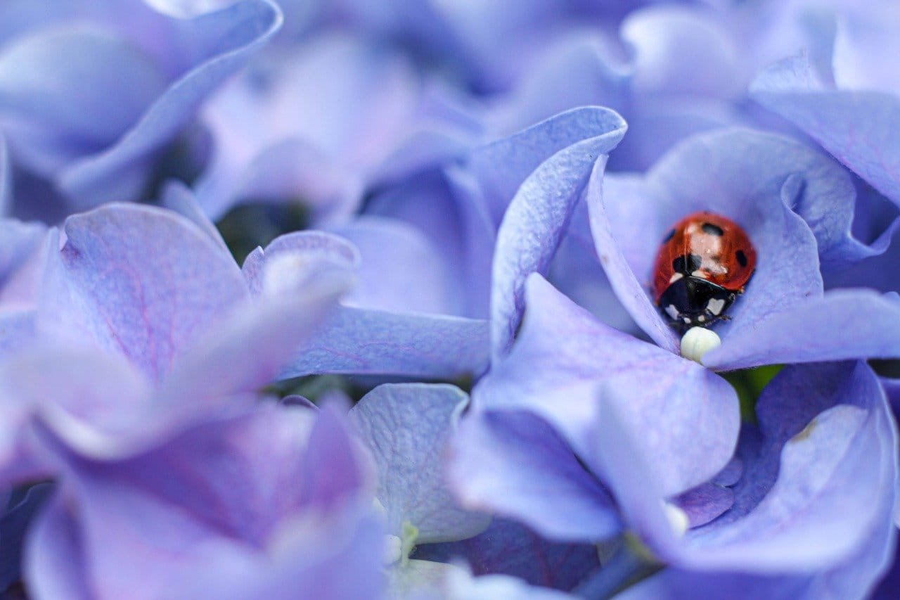 Extending plant water‐use strategies to flowers: Evidence from trait correlations across plant organs