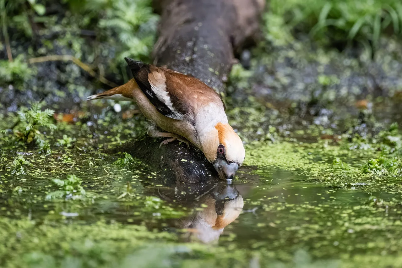 Rapid evolution predicted recovery after drought