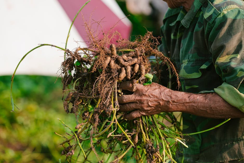 Silicon changes peanut responses to microbial inoculation
