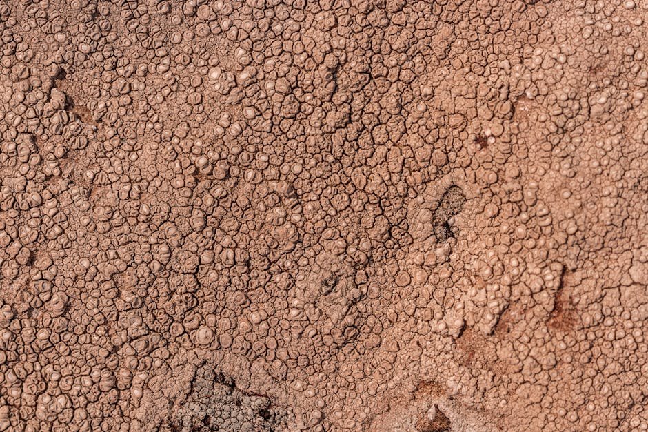 Freeze–thaw reshapes water, salt, and heat in saline farmland soil