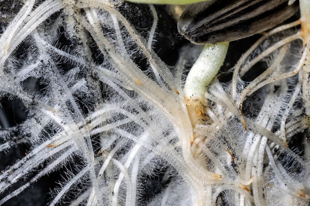 Psyllium is described as having multiple potential health benefits