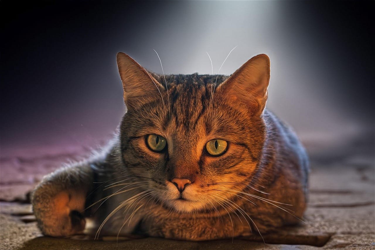 CEE states used new EU space for domestic agency after 2008