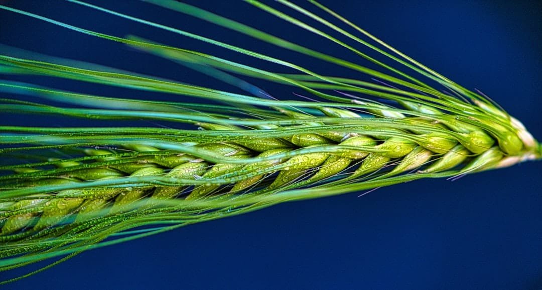 Wheat genotypes showed location-specific heat tolerance and genetic diversity