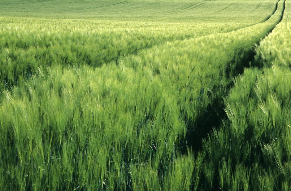 Optimal seedling light speed-breeding in wheat