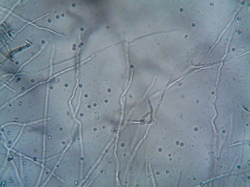 Agricultural and Biological Sciences research