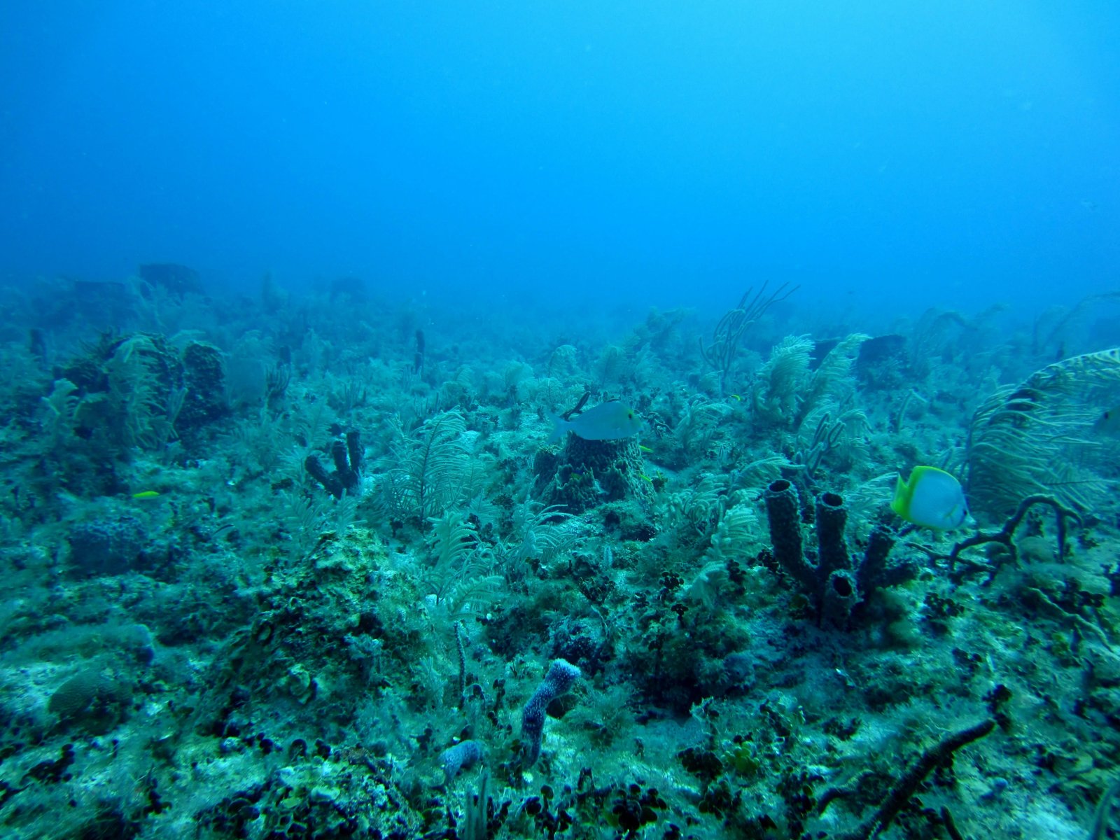 Local human disturbances on coral reefs negate potential climate refugia