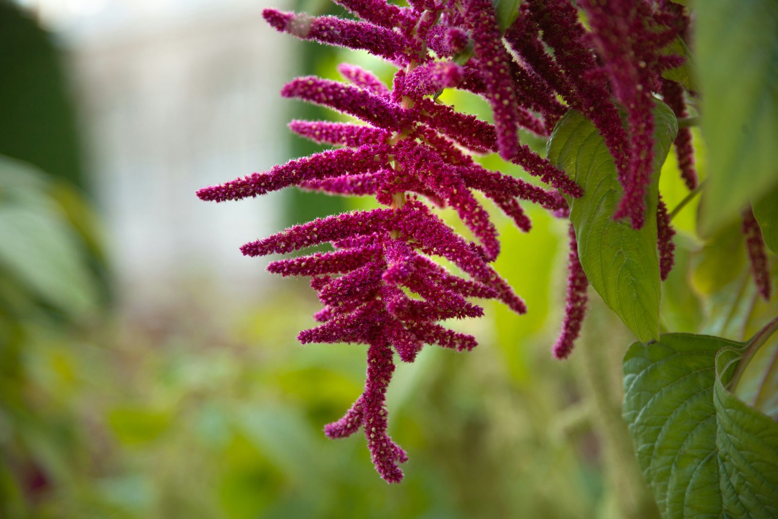 Genetic architecture of seed protein composition in grain amaranth (Amaranthus hypochondriacus): a multi-environment genome-wide association study