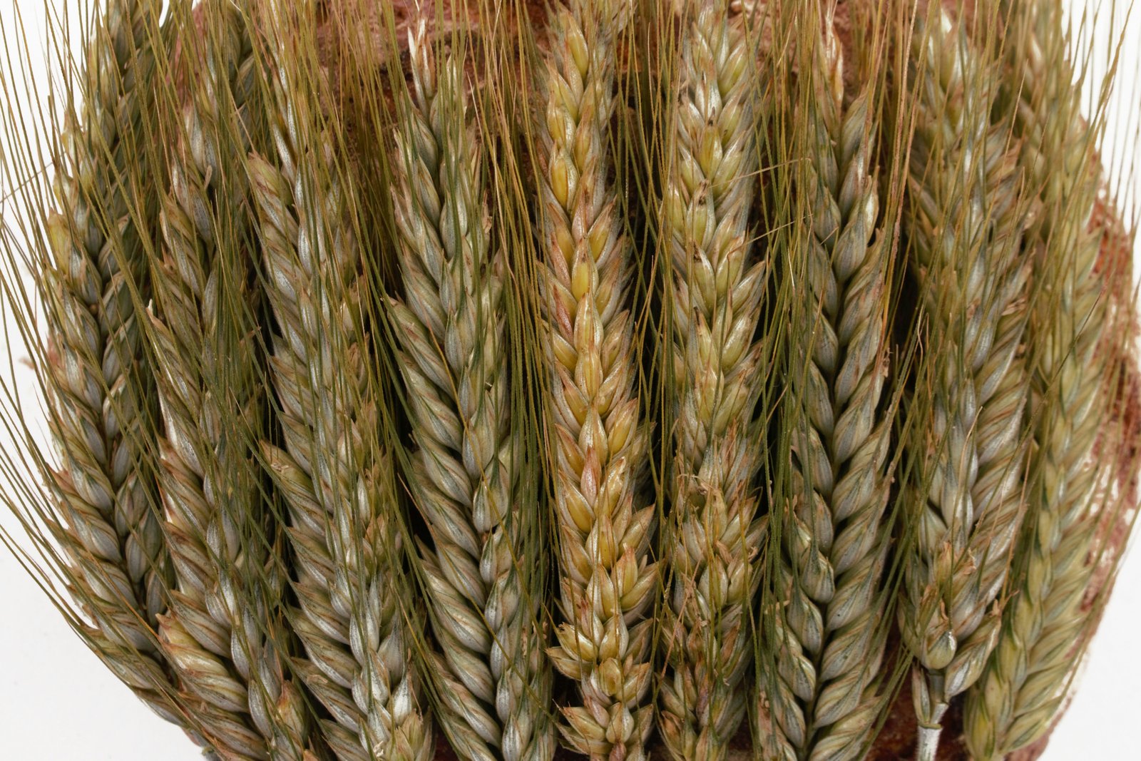 Advancing rust resistance in elite wheat with haplotype mapping and a novel introgression strategy