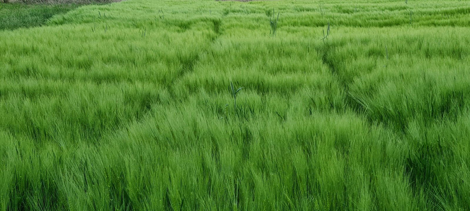 Effects of increasing molybdenum under low nitrogen input on yield, nitrogen-metabolizing enzymes and nitrogen use efficiency of winter wheat cultivars