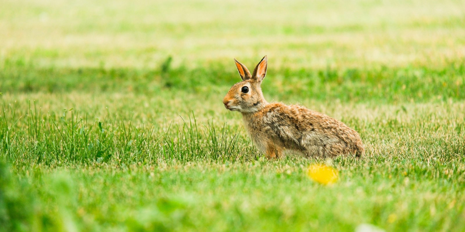 Effects of population density stress on fecal microbiota and metabolites of Qinghai-Tibet Plateau root voles (Microtus oeconomus)—A field experiment