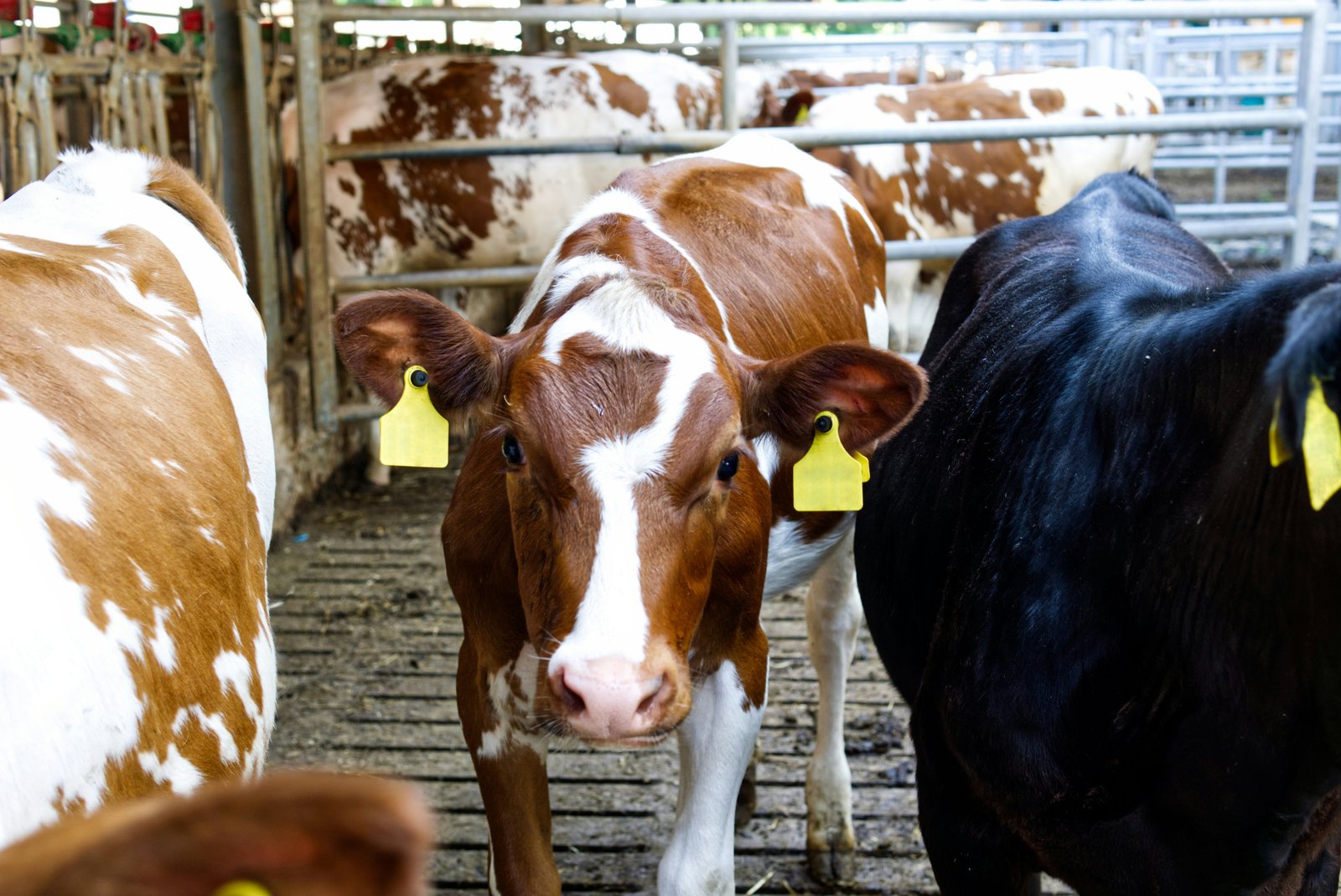 The Optimal Design of Agri-Environmental Contracts Aimed at Reducing Methane Emissions from Dairy Production in Poland