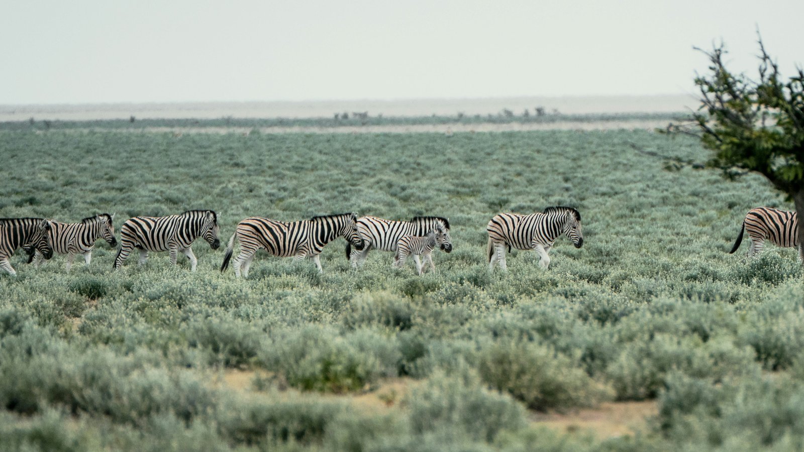 Animal cultures matter for conservation, but also to animals