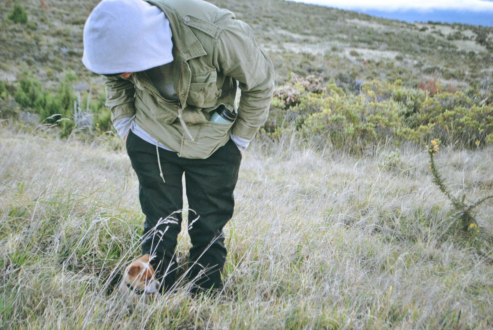 Carcass size and ground substrate drive detection rates of avian carcasses by human surveyors and a dog team