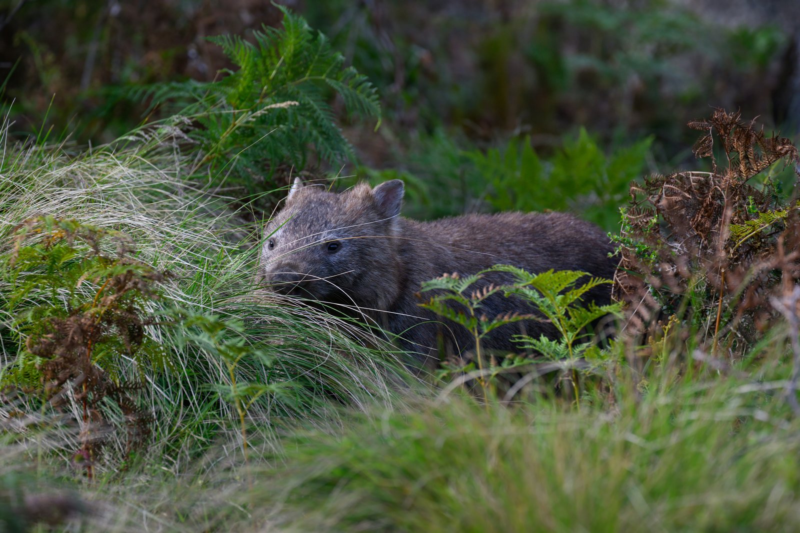 Common or rare? Long-nosed potoroo conservation across diverse landscapes