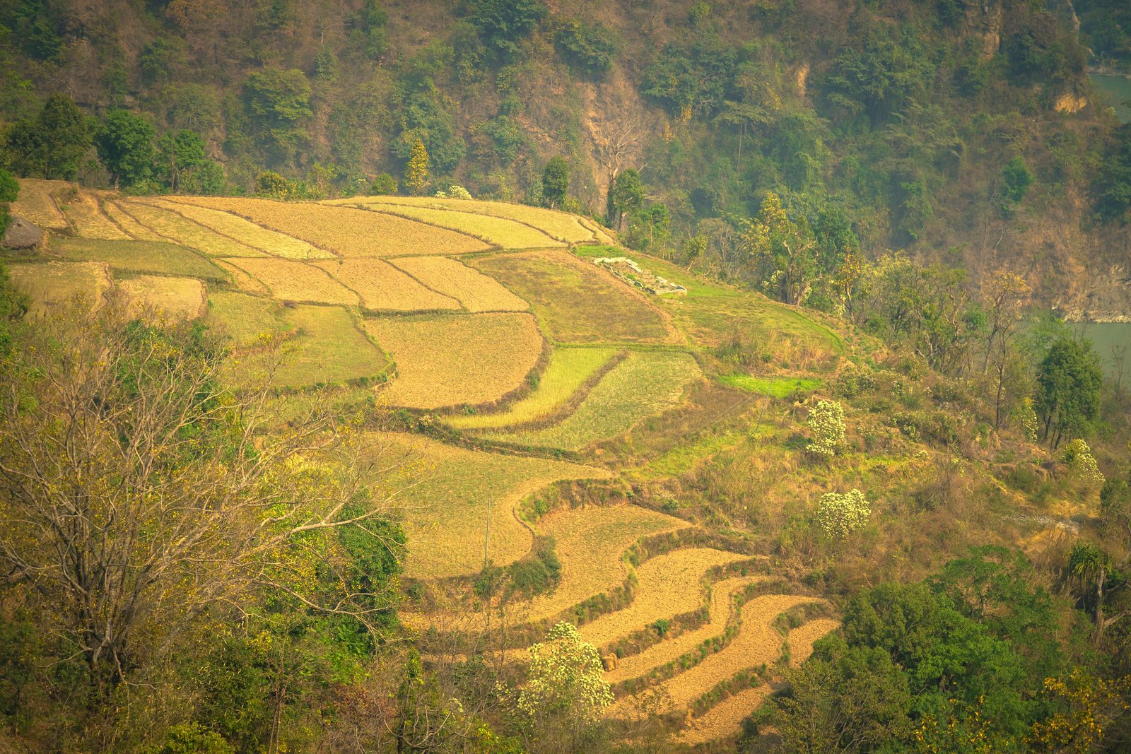 Modeling the future of rainfed agriculture: Climate change and crop water security in Ethiopia