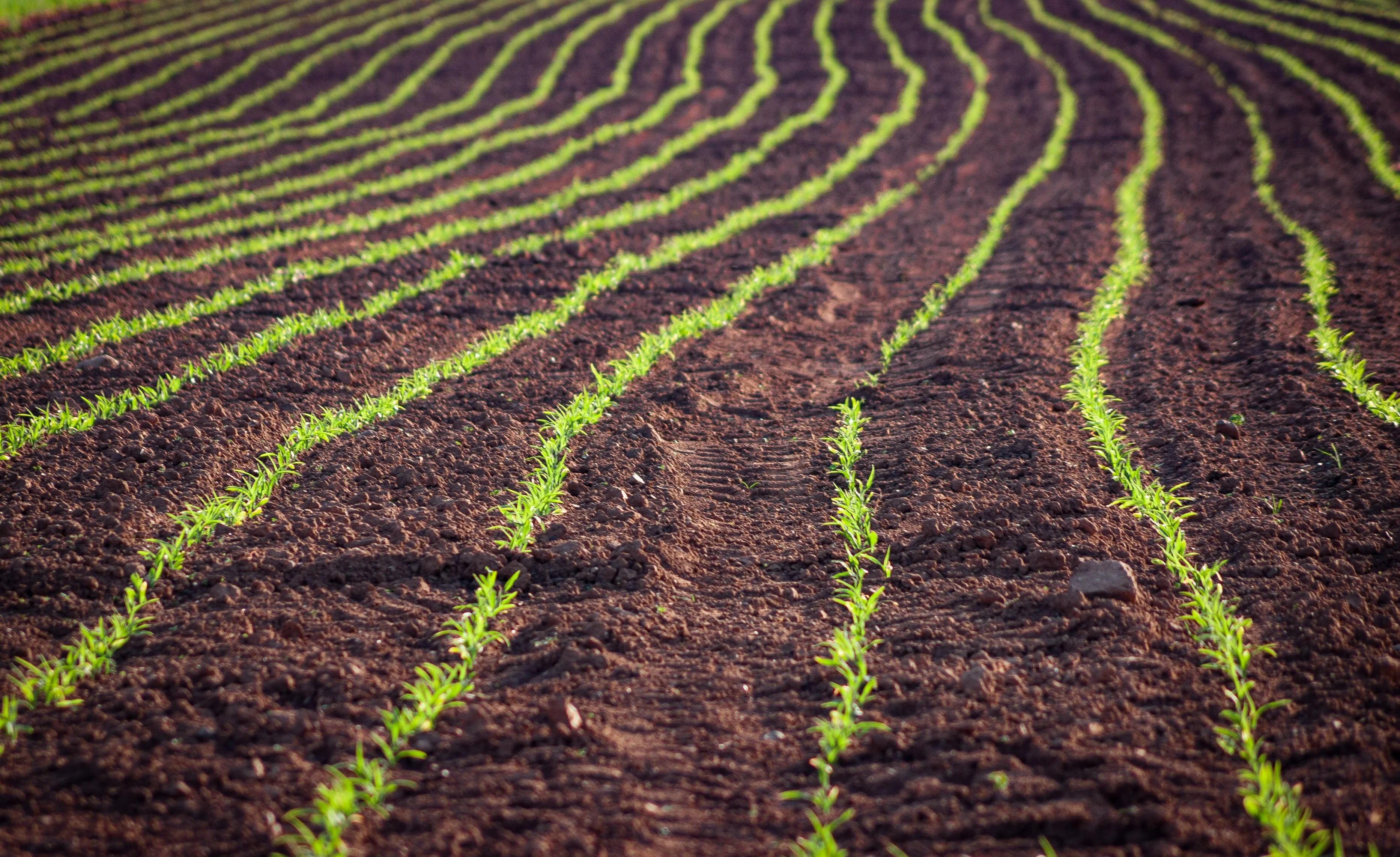 Compost from municipal waste improved crop productivity and soil fertility