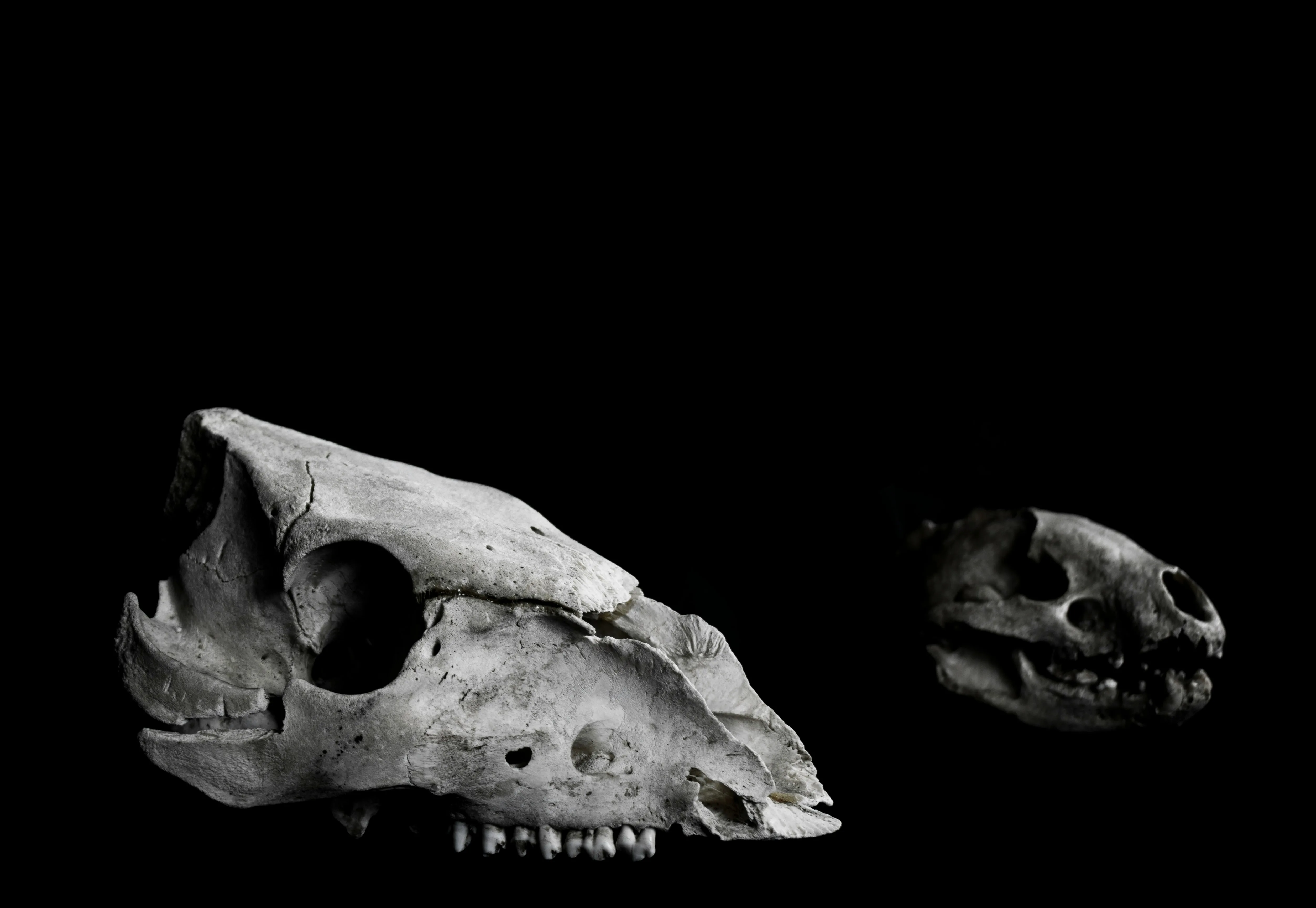 Early European dogs shared ancestry with later dogs worldwide