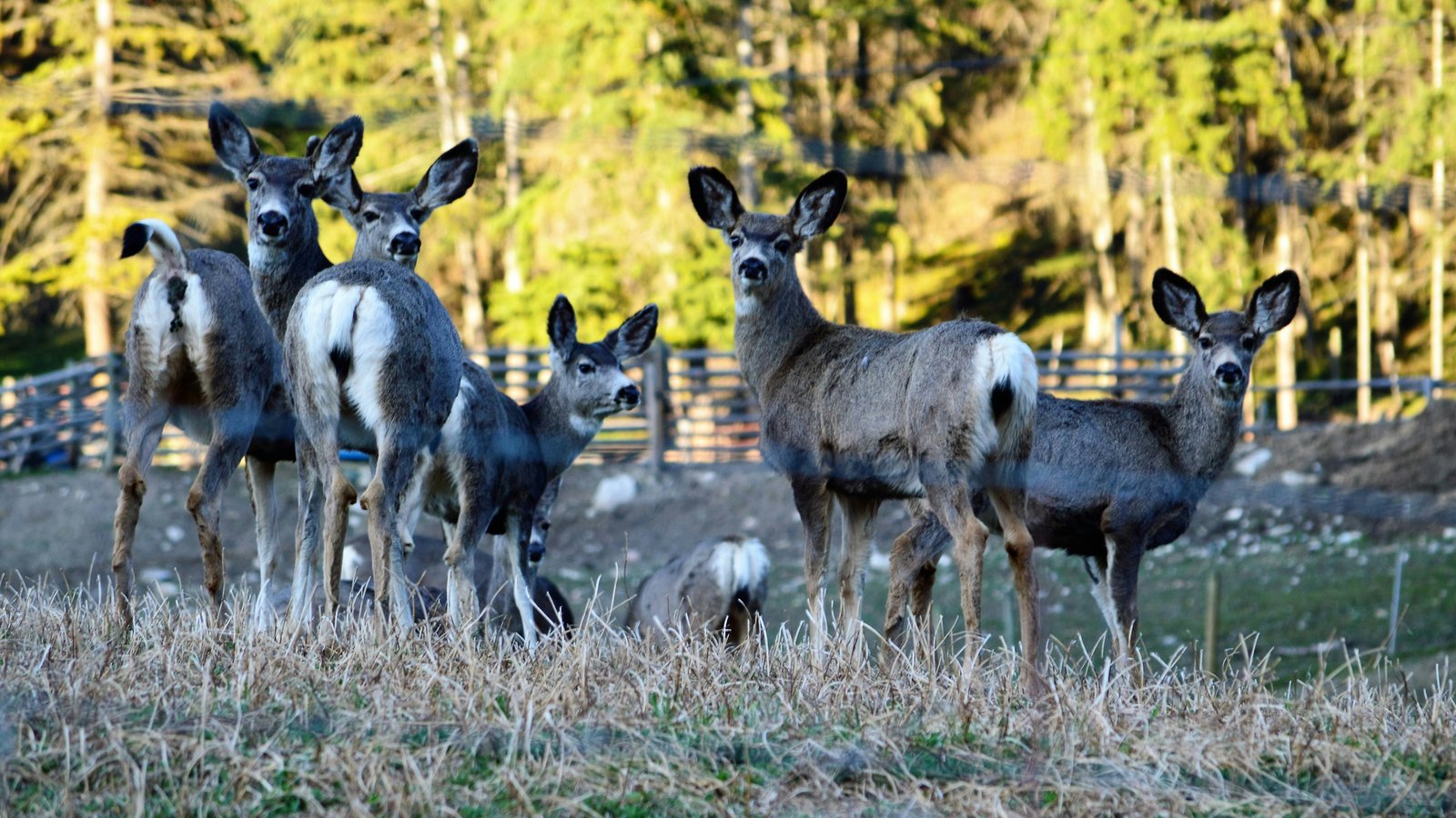 Multiple antipredator behaviors of sika deer (Cervus nippon) perform various functions depending on social and environmental conditions